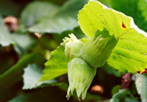 Fındık Fidanı Fiyatı