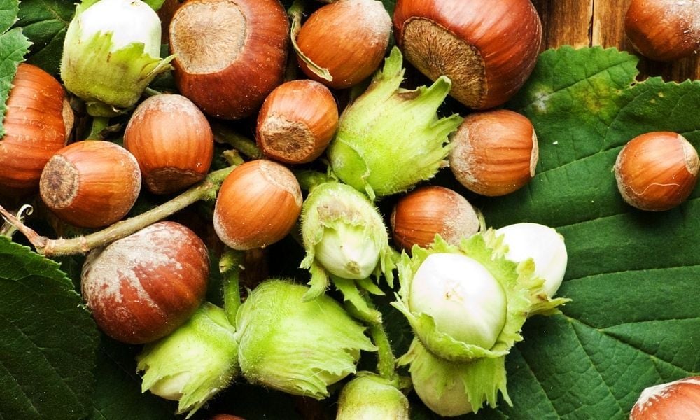 Fındık Fidanı Fiyatları