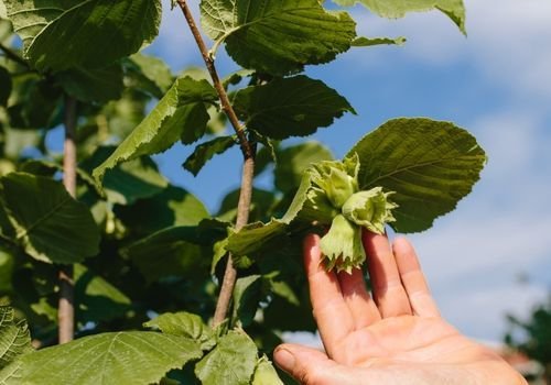 Fındık Fidanı Satışı