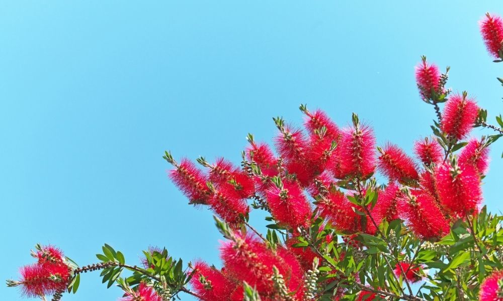 Fırça Çalısı Çiçeği