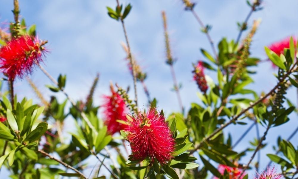 Fırça Çalısı Çiçeği Çoğaltılması ve Özellikleri