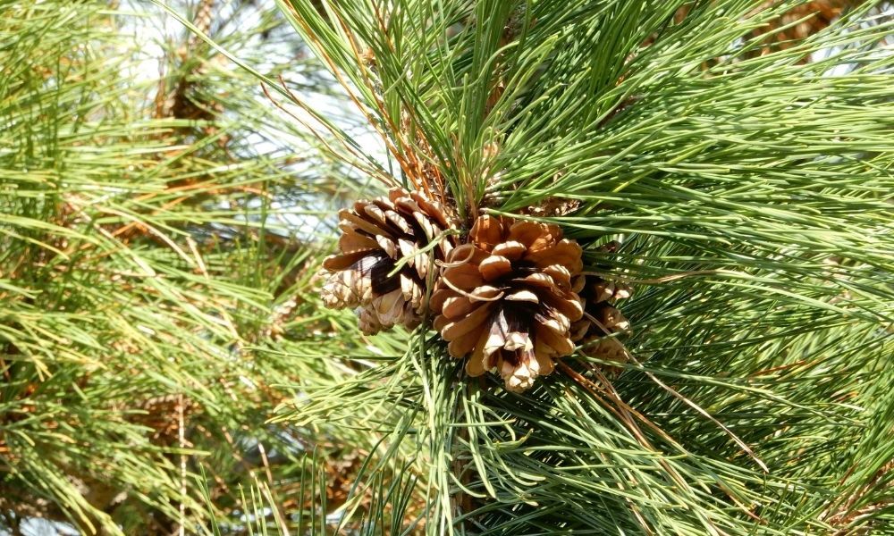 Fıstık Çamı Satışı