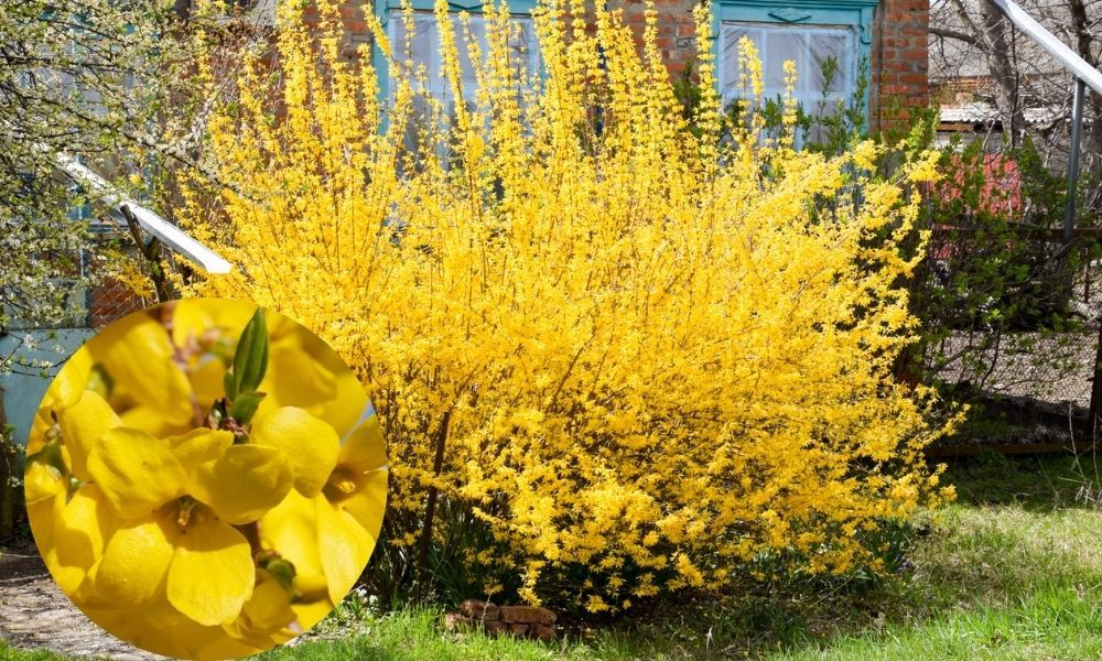 Altın Çanak Çiçeği