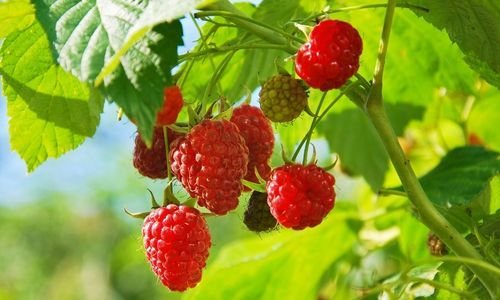 Frambuaz Fidanı Bakımı