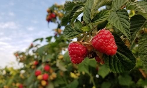 Frambuaz Fidanı Çeşitleri