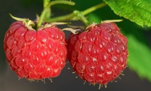 Frambuaz Fidanı Özellikleri