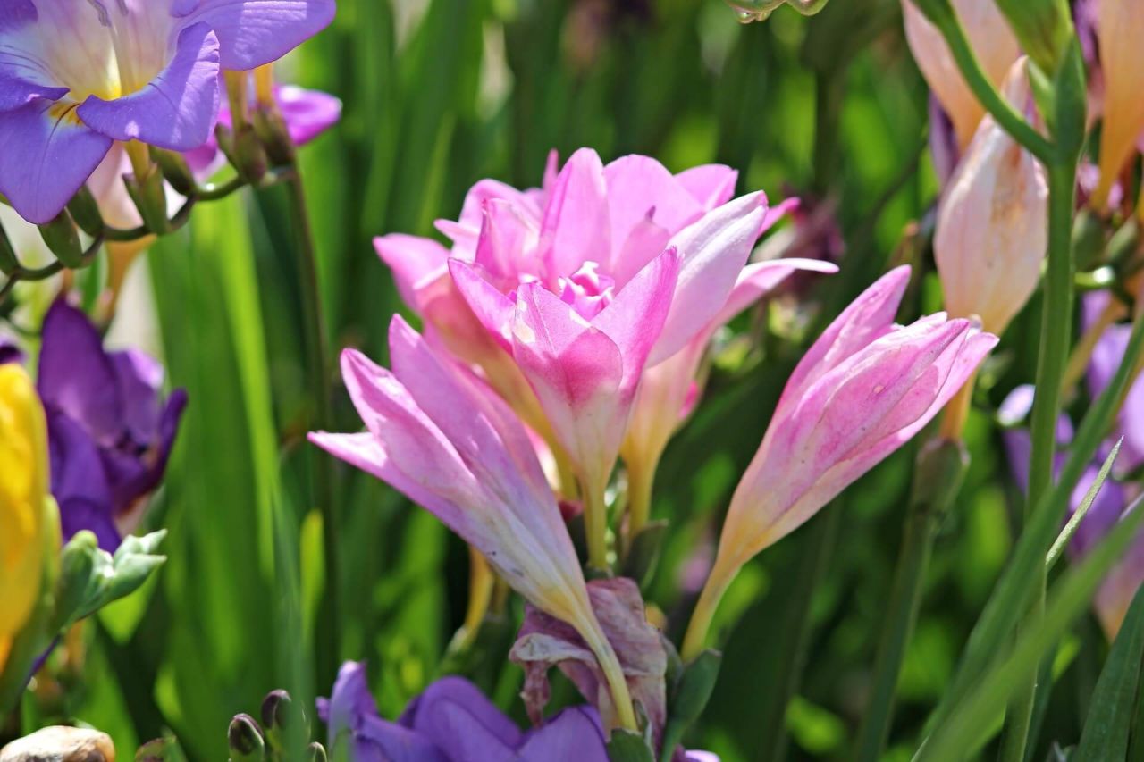 Frezya Soğanı Ne Zaman Dikilir