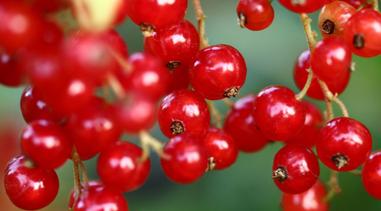 Frenk Üzümü Nerede Yetişir