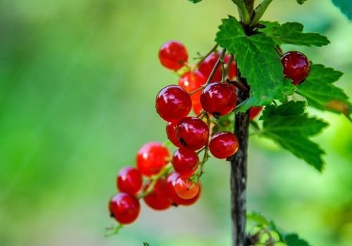 Frenk Üzümü Fidanı Çeşitleri