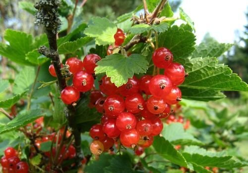 Frenk Üzümü Fidanı Fiyatı