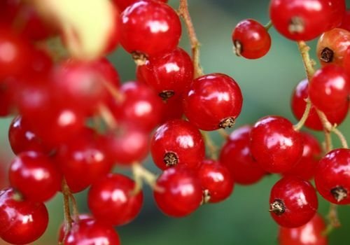 Frenk Üzümü Fidanı Satışı