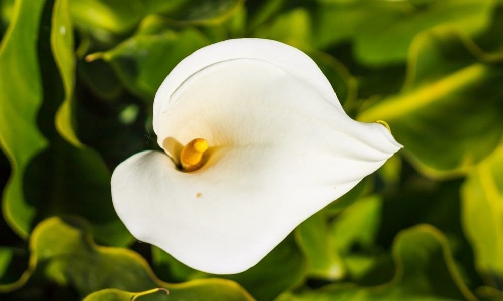 Gala Çiçeği Bakımı