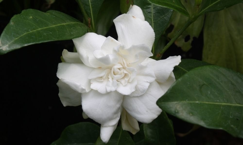 Gardenya Çiçeği Bakımı