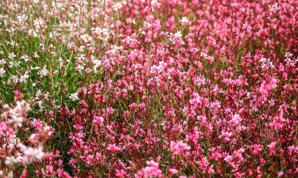 Gaura Çiçeği Bakımı