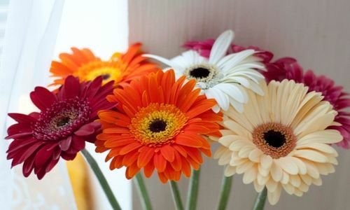 Gerbera Çiçeği Bakımı