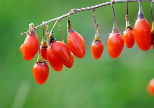 GojiBerry Fidanı Bakımı