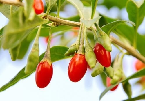 Goji Berry Fidanı Çeşitleri