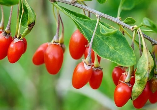Goji Berry Fidanı Fiyatı