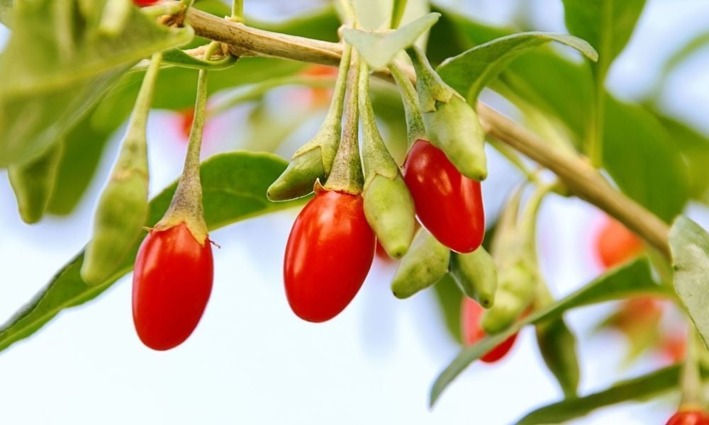 Goji Berry Fidanı