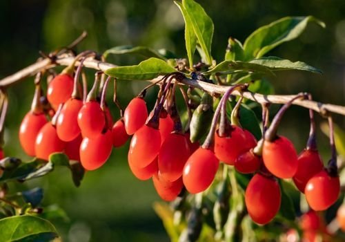 Goji Berry Fidanı Satışı