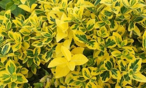 Gold Taflan Satan Yerler