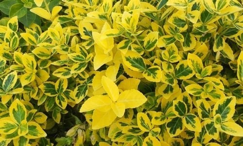 Gold Taflan Fidanı Özellikleri