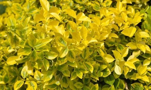 Gold Taflan Ne Zaman Gübrelenir?