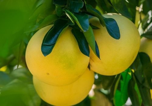 Greyfurt Fidanı Bakımı