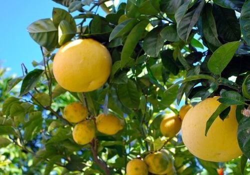 Greyfurt Fidanı Çeşitleri