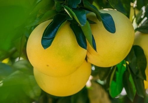 Greyfurt Fidanı Özellikleri