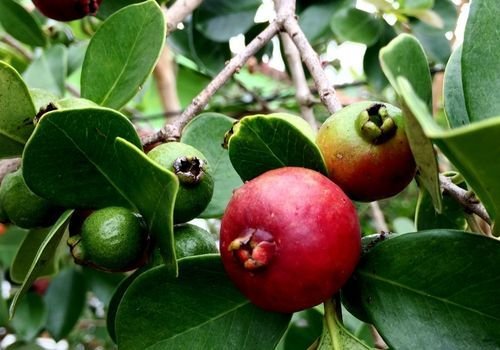 Guava Fidanı Bakımı