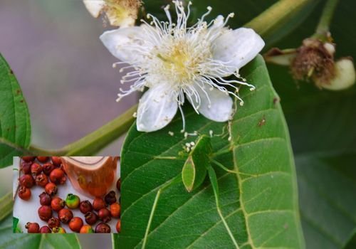 Guava Fidanı Özellikleri
