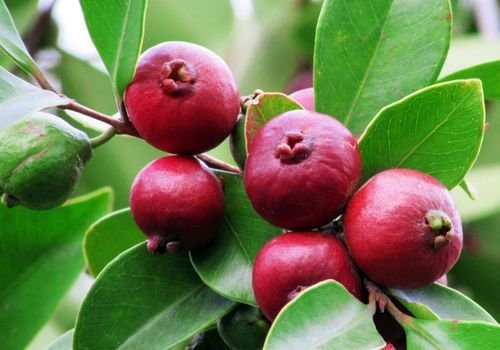 Guava Fidanı Satışı