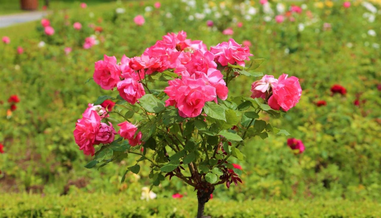 Gül Ne Zaman Dikilir