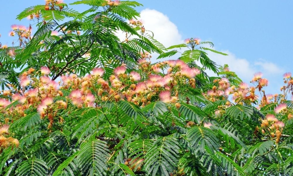 Gülibrişim Ağacı Özellikleri