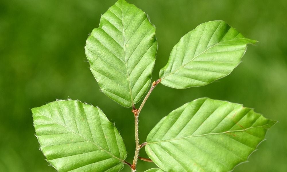 Gürgen Ağacı Özellikleri