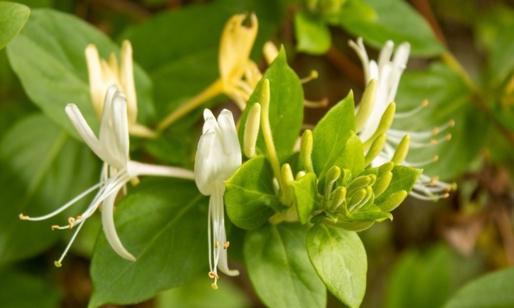 Hanımeli Çiçeği Nasıl Dikilir?