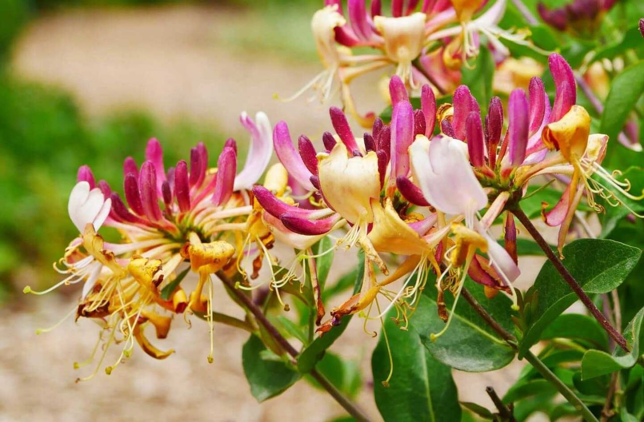 Hanımeli Çiçeği Çeşitleri ve Özellikleri