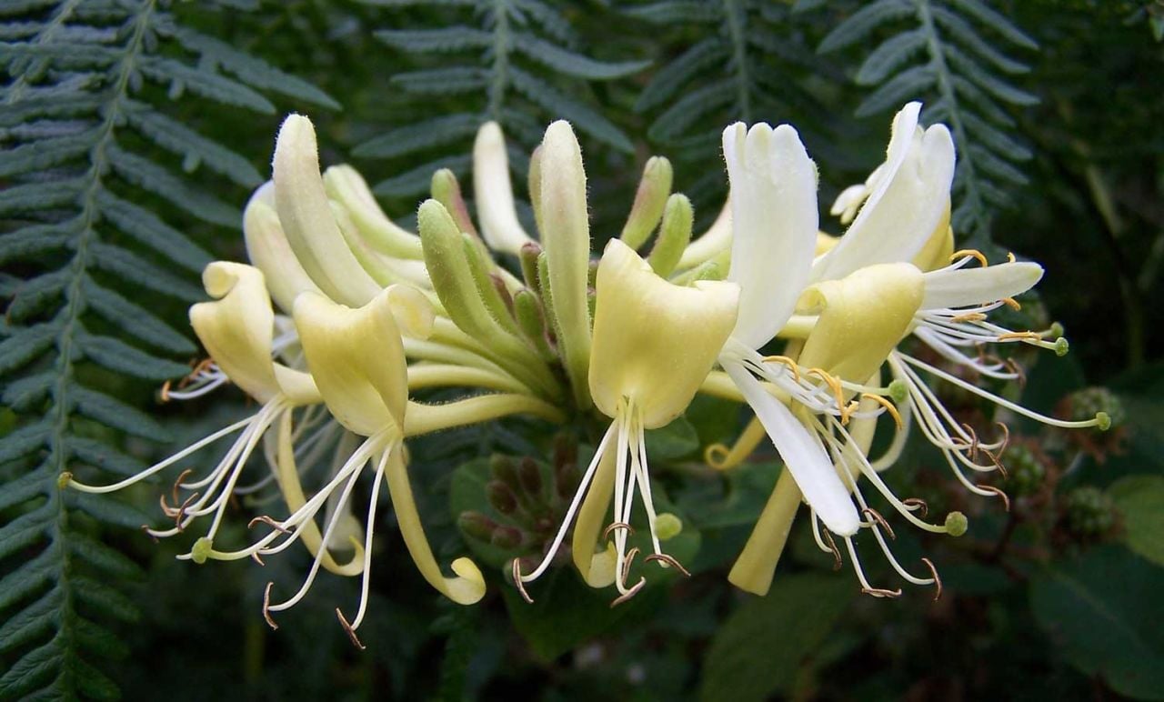 Hanımeli Çiçeği Nasıl Yetiştirilir