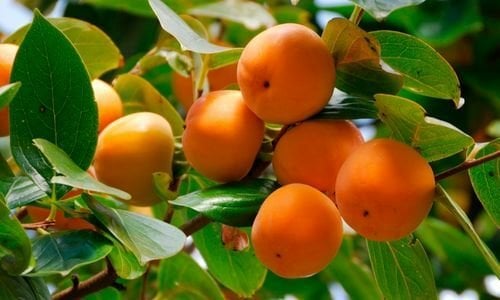 Hanna Fuyu Trabzon Hurması Çeşitleri