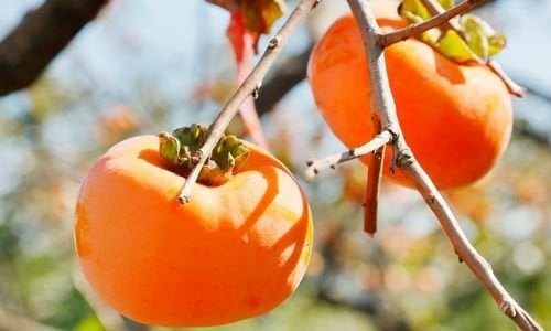 Hanna Fuyu Trabzon Hurması Özellikleri