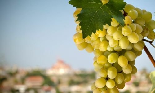 Hasan Dede Üzüm Fidanı Satışı