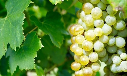 Hasan Dede Üzüm Fidanı Çeşitleri