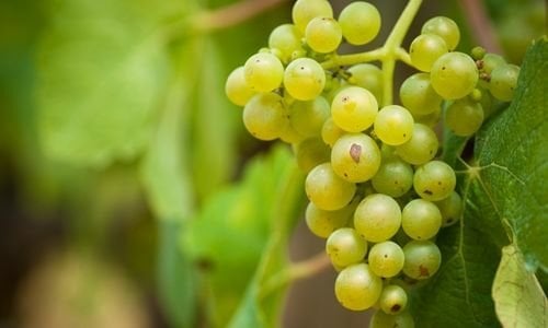 Hasan Dede Üzüm Fidanı Özellikleri