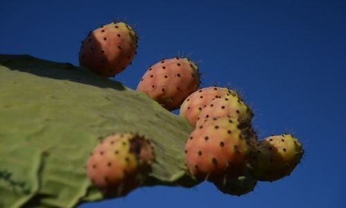 Hint İnciri Fidanı Bakımı