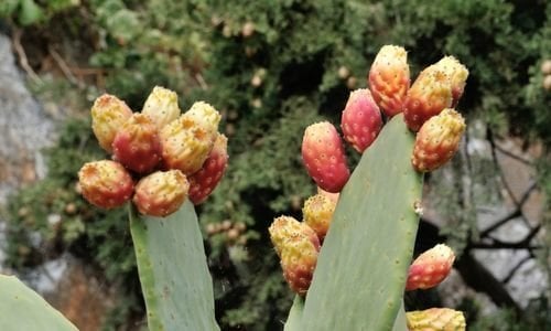 Hint İnciri Fidanı Çeşitleri