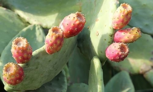 Hint İnciri Fidanı Fiyatı