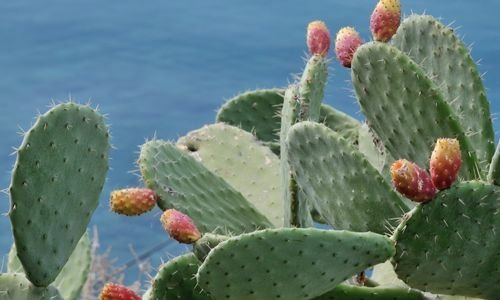 Hint İnciri Fidanı Özellikleri