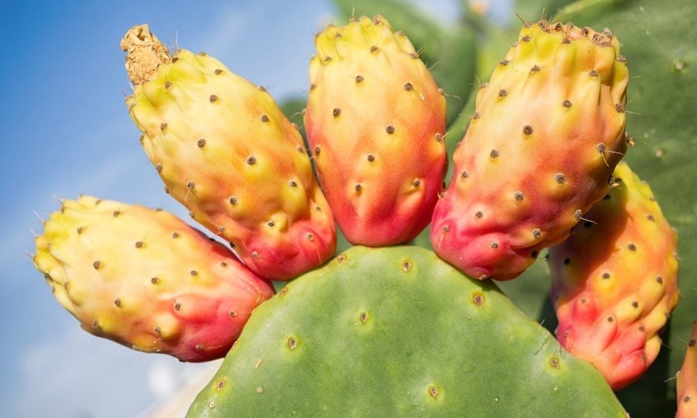 Kaynana Dili Bakımı