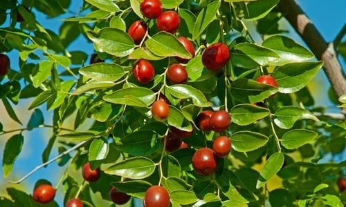 Hünnap Fidanı Çeşitleri